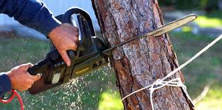 Best Soil Testing and Treatment  in Oviedo, FL