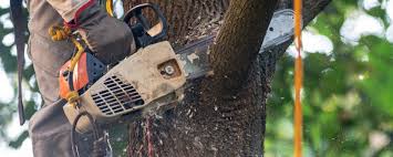 Best Hazardous Tree Removal  in Oviedo, FL