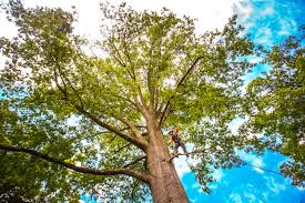 Best Lot and Land Clearing  in Oviedo, FL