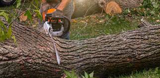 Best Arborist Consultation Services  in Oviedo, FL