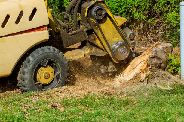 Best Lawn Irrigation Installation and Maintenance  in Oviedo, FL