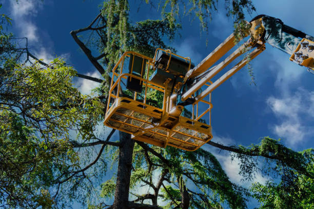 Best Storm Damage Tree Cleanup  in Oviedo, FL