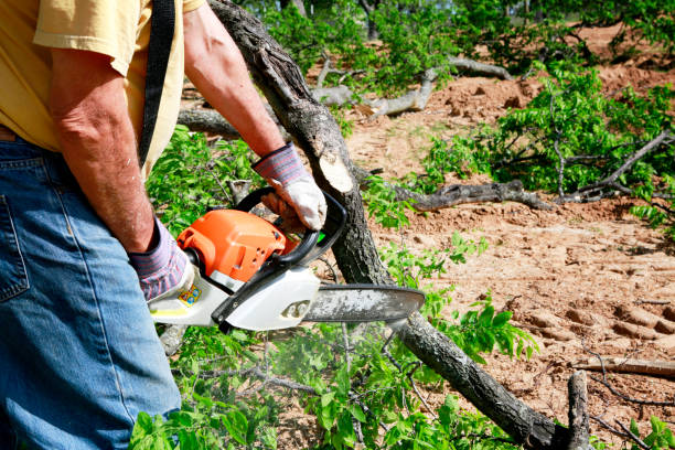 Best Lawn Mowing  in Oviedo, FL