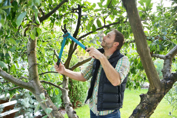 Best Fruit Tree Pruning  in Oviedo, FL